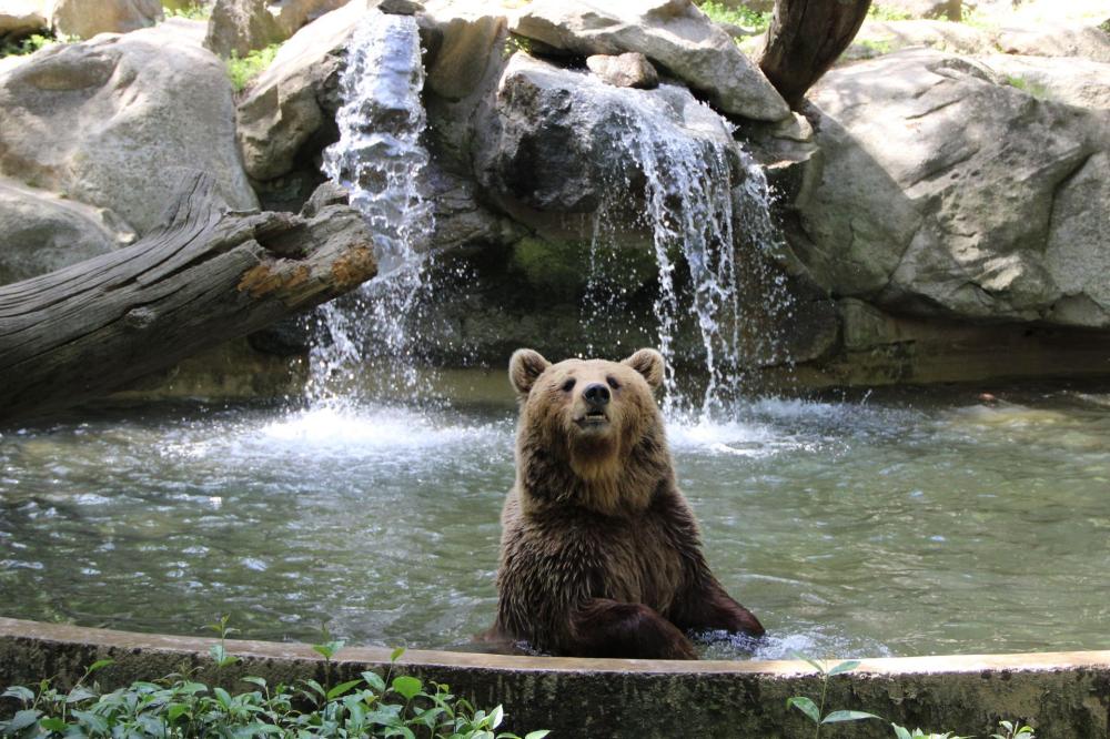 ours qui se baignent